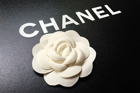 catenina chanel|white camellia coco chanel.